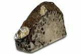 Free-Standing, Petoskey Stone (Fossil Coral) Section - Michigan #356996-2